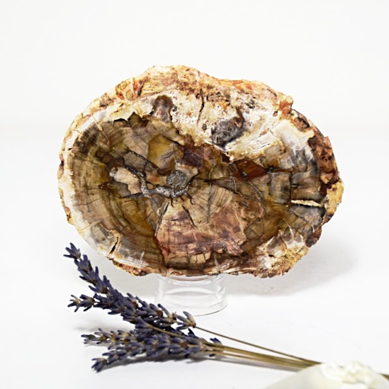 Zkamenělé dřevo - leštěný plátek 0,3 kg