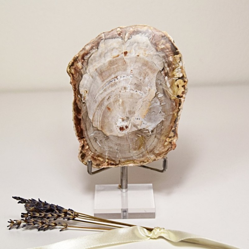 Zkamenělé dřevo - leštěný plátek 0,34 kg